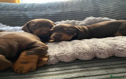Dachshund dogs for sale: Dachshund puppy’s  - Image 6