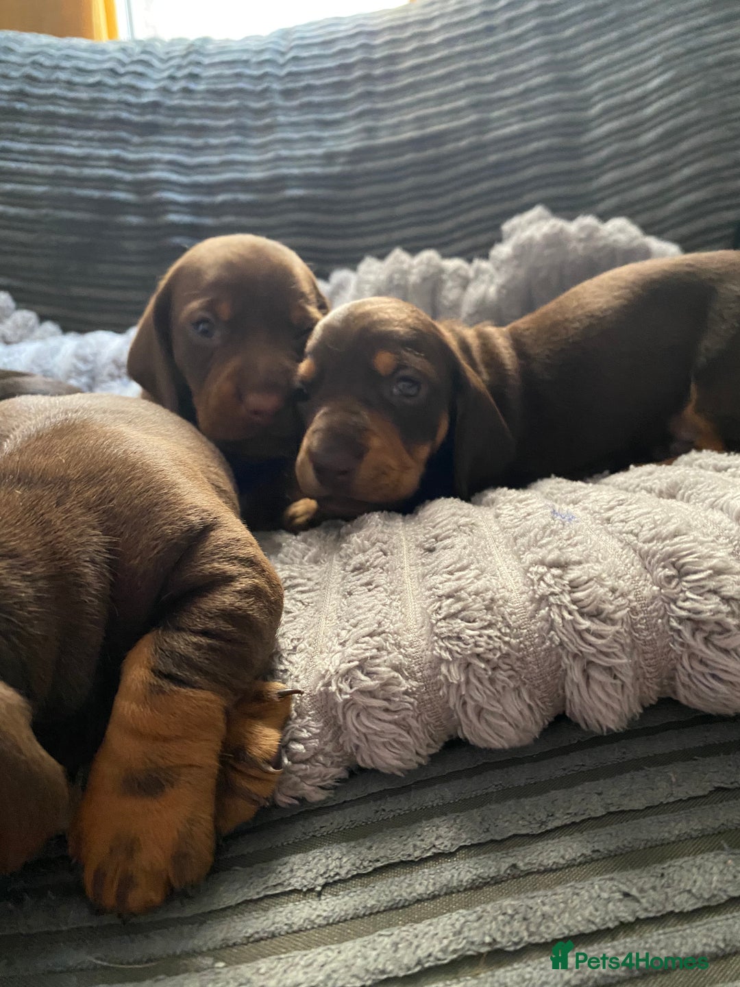 Dachshund dogs for sale: Dachshund puppy’s  - Image 6