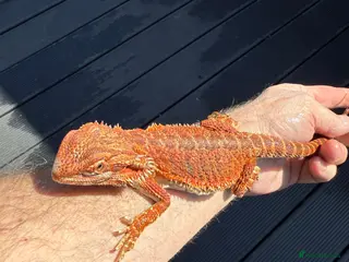 Bearded Dragon reptiles Bearded Dragon - Advert 1