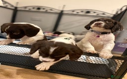 Cocker Spaniel dogs for sale: Cocker spaniel puppies ready for forever home - Advert 9