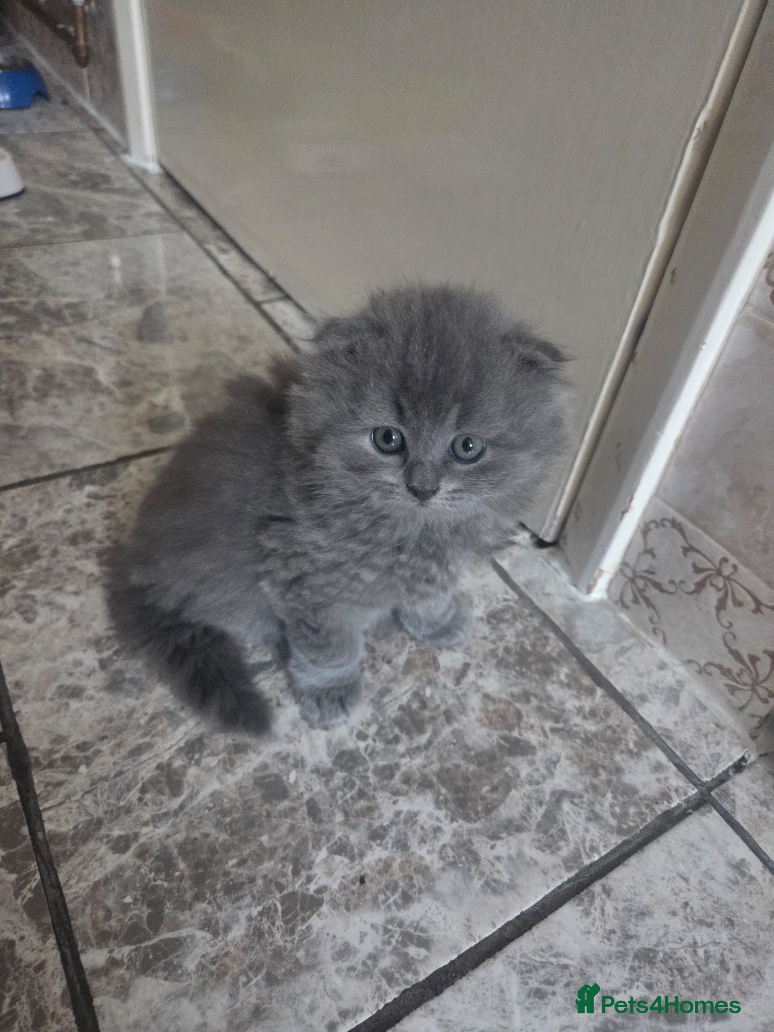 British Shorthair cats for sale: Kittens blue longhair boys and girl in Nottingham - Advert 32