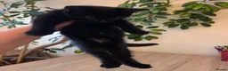 Mixed Breed cats for sale: Beautiful kittens ready for forever home - Advert 8