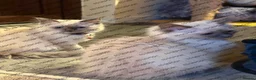 Ragdoll cats for sale: Beauty baby Ragdoll (read description) - Advert 7