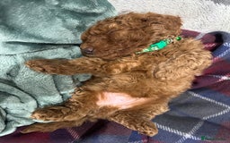 Miniature Poodle dogs for sale: Adorable Miniature Red Poodle Puppies - Image 6