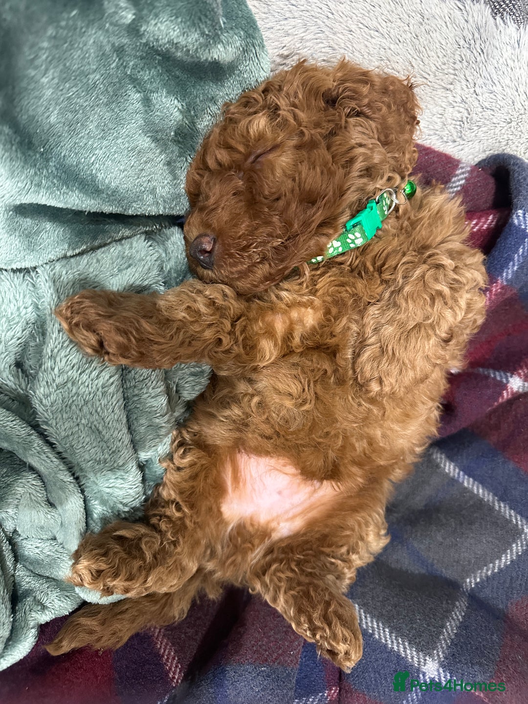 Miniature Poodle dogs for sale: Adorable Miniature Red Poodle Puppies - Image 6