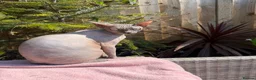Sphynx cats for sale: Beautifully Sphynx girlie  - Advert 5