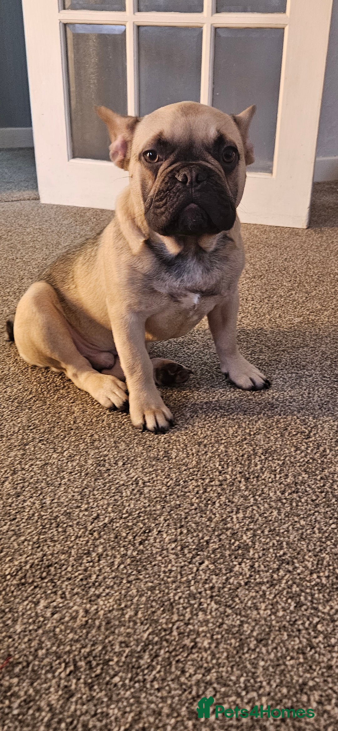 Mixed Breed dogs for sale: 15 month old French bulldog - Advert 12