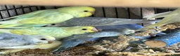 Budgerigars birds for sale: BEAUTIFUL BABY BUDGIES FOR SALE  - Advert 10