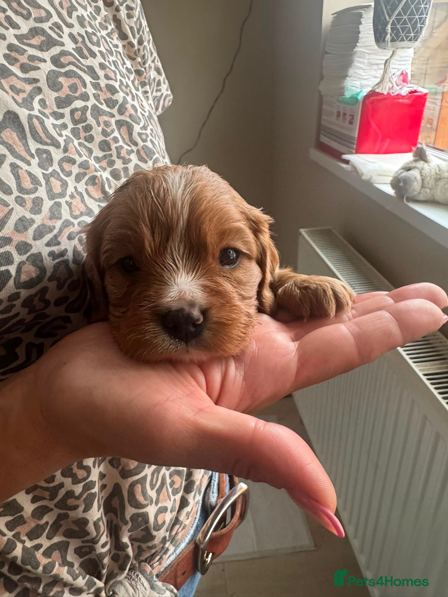 Cavalier King Charles Spaniel dogs Cavalier King Charles Spaniel - Advert 17