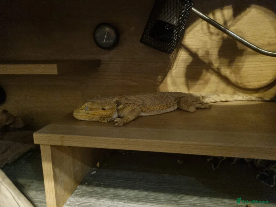 Bearded Dragon reptiles for sale: Male bearded dragon  - Advert 5