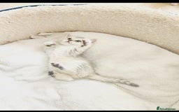 British Shorthair cats for sale: BRITISH SHORT-HAIR KITTENS   - Image 6