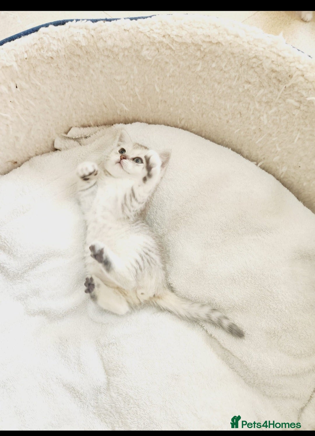 British Shorthair cats for sale: BRITISH SHORT-HAIR KITTENS   - Image 6