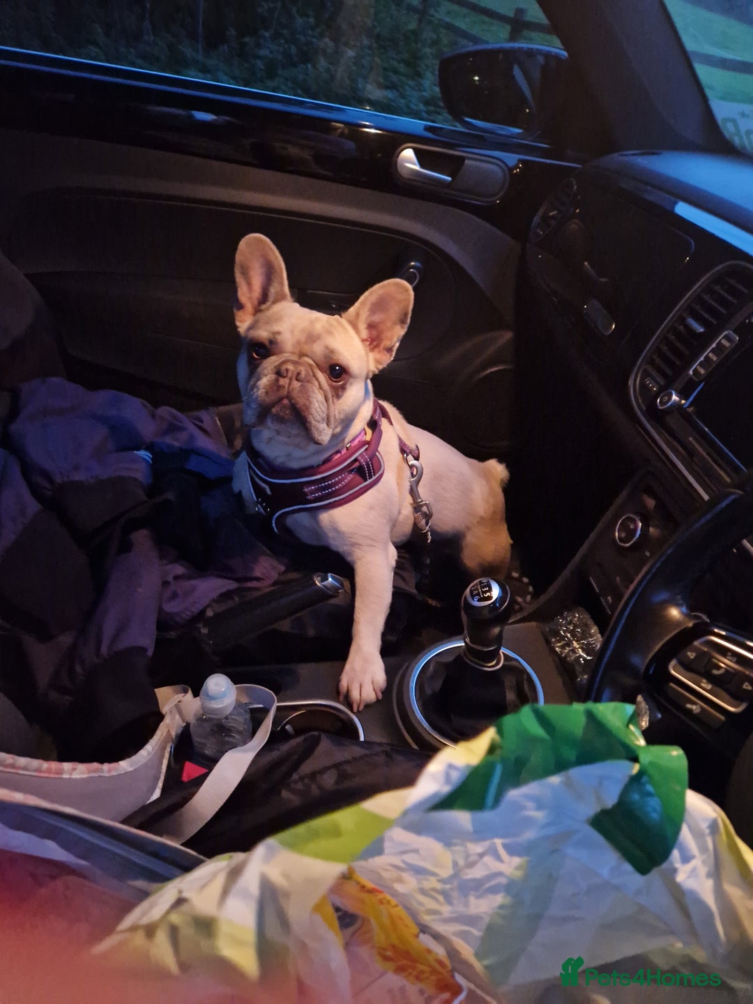 French Bulldog dogs for sale: Kc registered french bulldog dog . - Advert 6