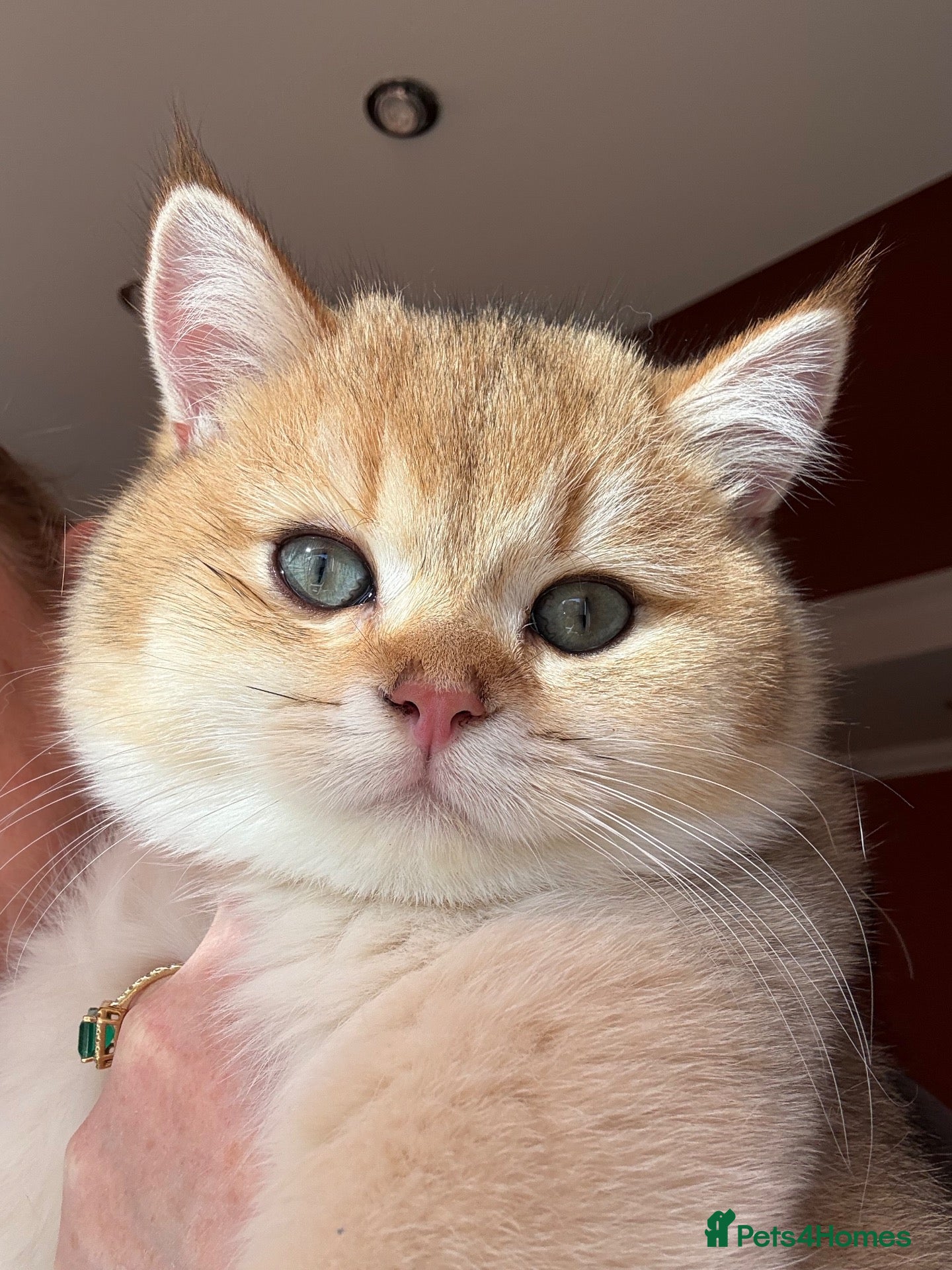 British Shorthair cats Ready Show Quality Golden Chinchillas - Advert 1