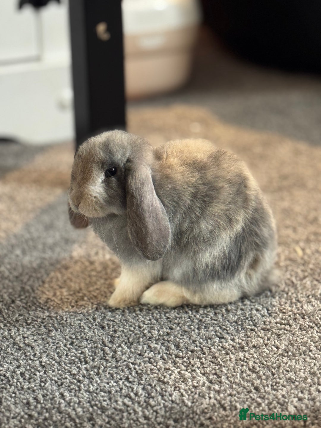 Mini Lop rabbits for sale: Grey/beige/white female Mini Lop for sale - Advert 1
