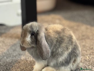 Mini Lop rabbits Grey/beige/white female Mini Lop for sale - Advert 8