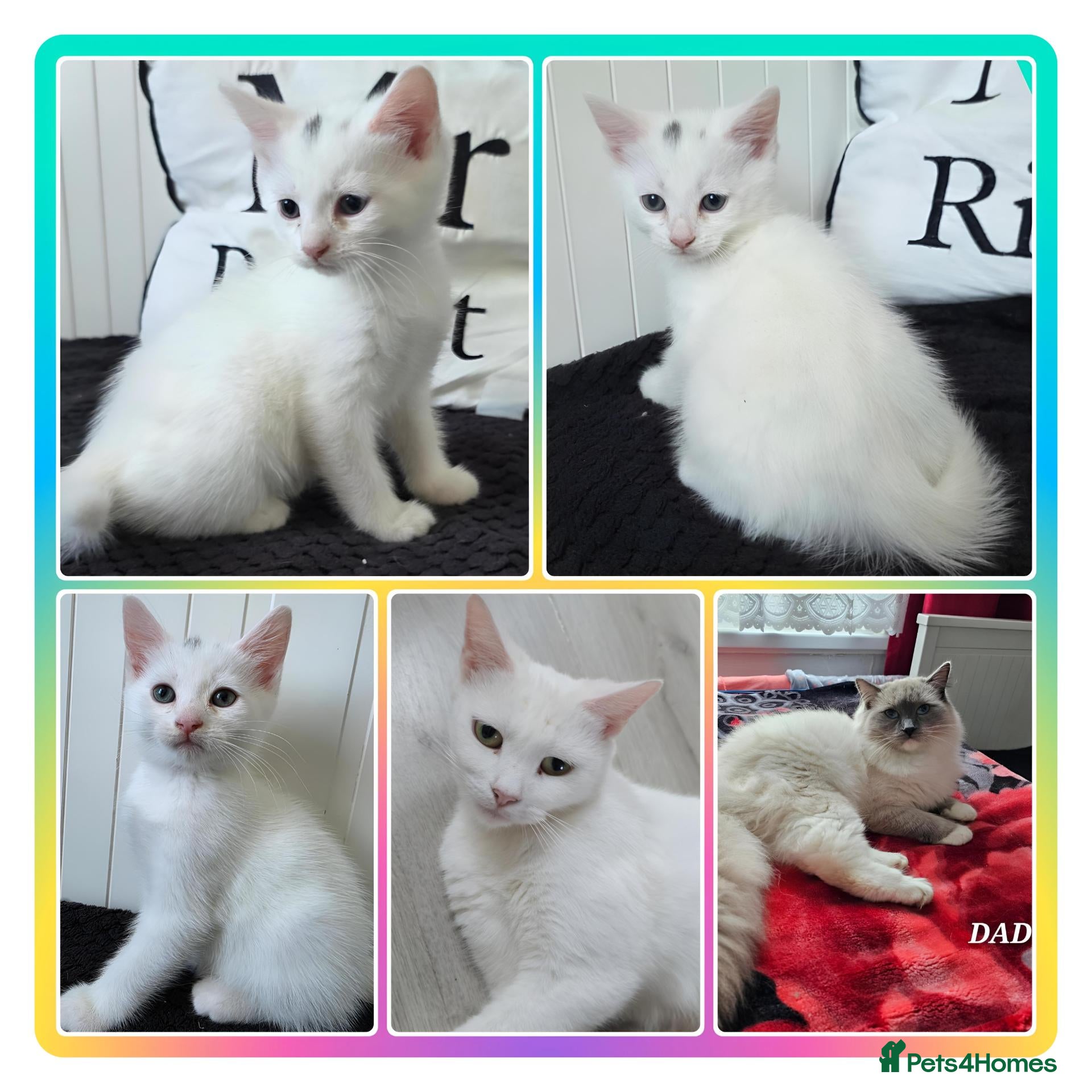 Mixed Breed cats 💚Mixed-breed💜Kittens ready for pickup🩵 - Advert 2
