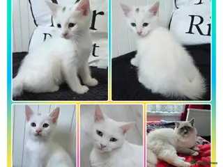 Mixed Breed cats 💚Mixed-breed💜Kittens ready for pickup🩵 - Advert 2