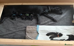 Labrador Retriever dogs for sale: Black Labrador puppies - Image 3