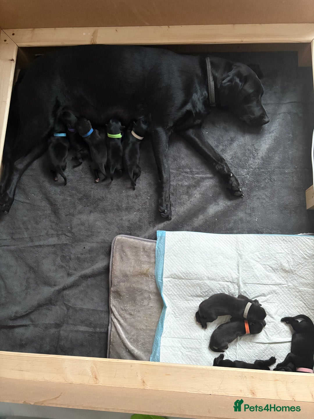 Labrador Retriever dogs for sale: Black Labrador puppies - Image 3