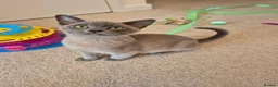 Burmese cats for sale: Stunning Pedigree Burmese Kittens - Advert 11