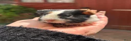 Guinea Pig rodents for sale: Gorgeous baby Guineapigs  - Advert 3