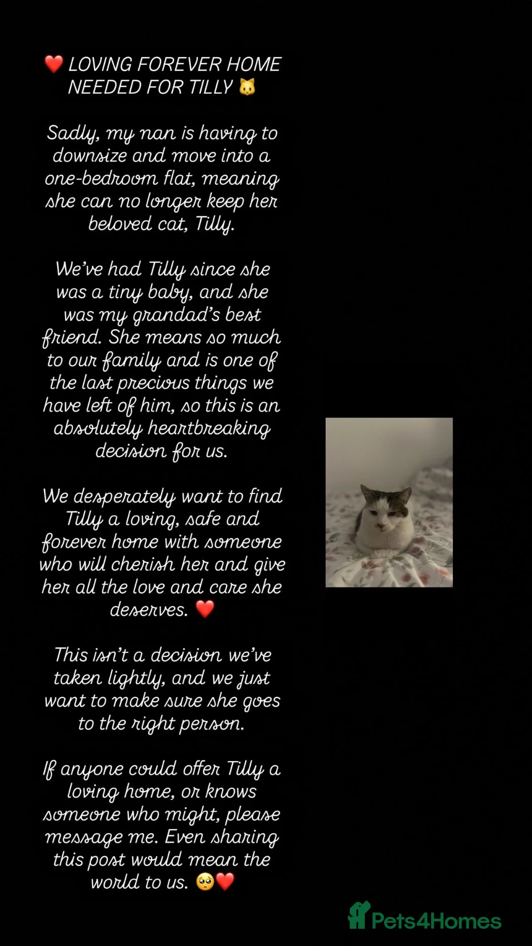 Mixed Breed cats for sale: Loving forever home needed for our Tilly  in Birmingham - Advert 2
