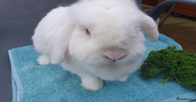 Mini Lop rabbits Spayed and neutered rabbits for adoption  - Advert 1