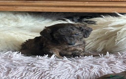 Cockapoo dogs for sale: Fb2 miniature cockapoo - Advert 19