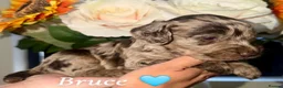 Cockapoo dogs for sale: 🤎🐶🐾 Beautiful F1 cockapoo puppies🐾🐶🤎 - Advert 4