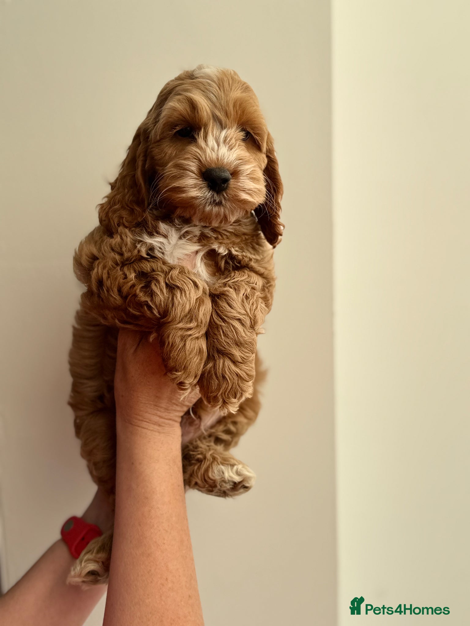 Cockapoo dogs F1 cockapoo puppies 💕READY NOW💕 - Advert 2
