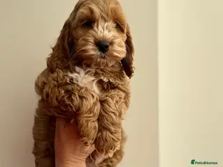 Cockapoo dogs F1 cockapoo puppies 💕READY NOW💕 - Advert 2