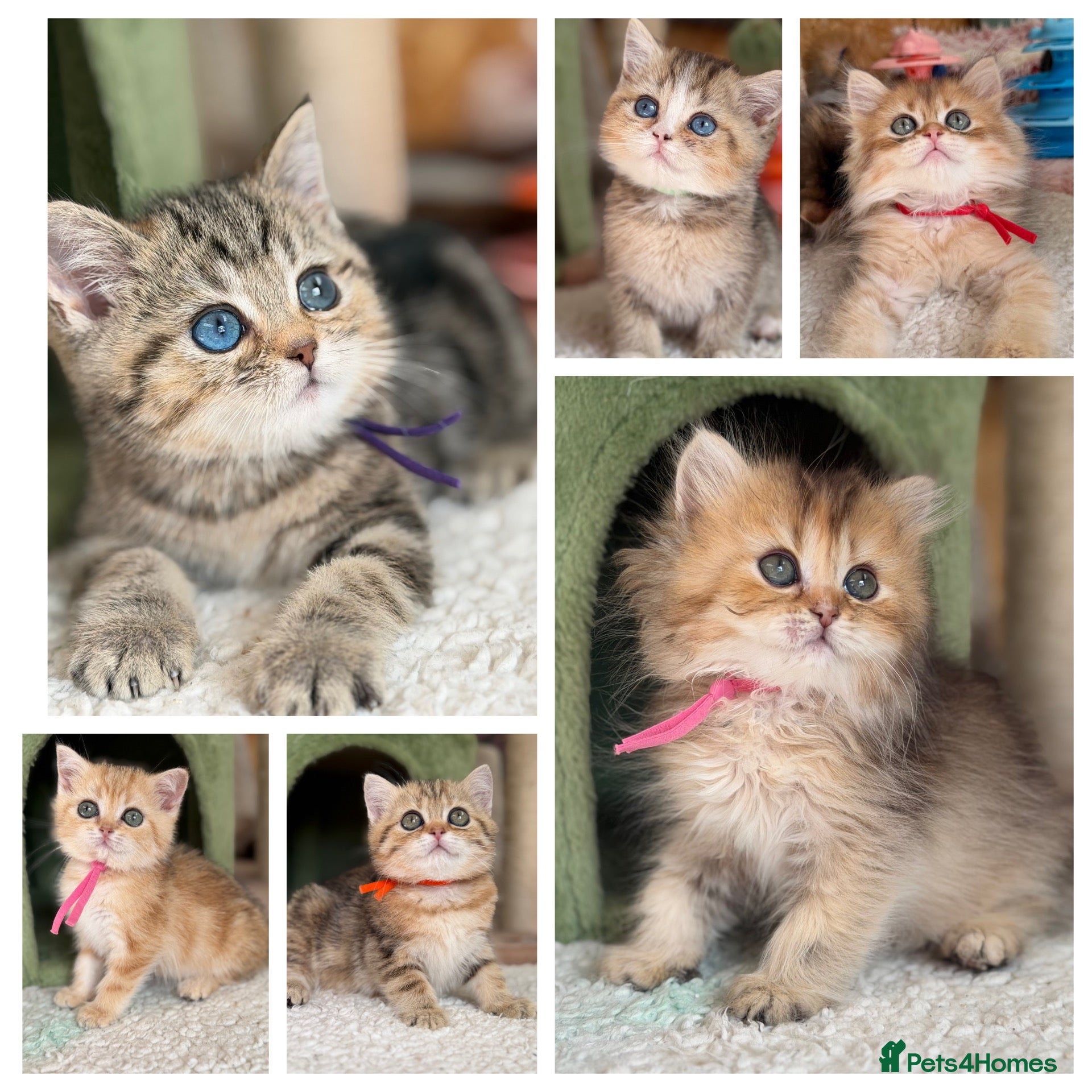 British Longhair cats British short/longhair odd/blue eyed kittens  - Advert 6