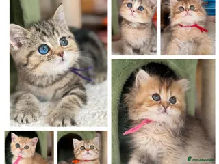 British Longhair cats British short/longhair odd/blue eyed kittens - Advert 6