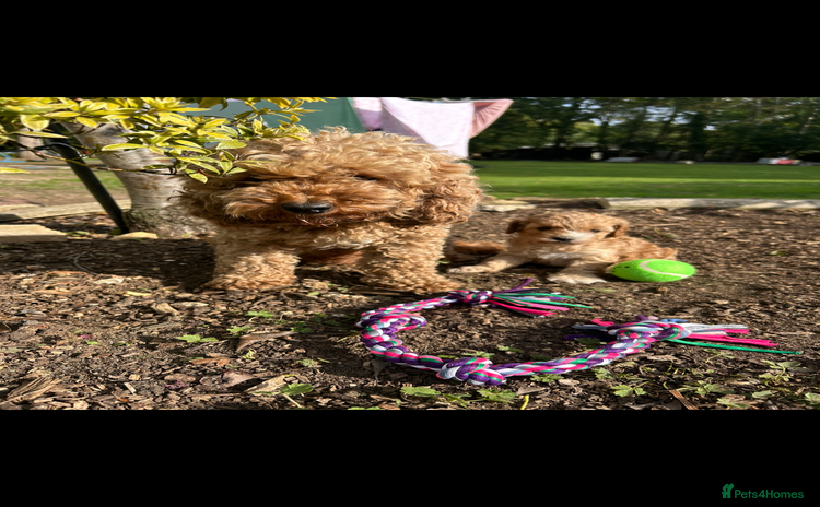Cavapoo dogs - Advert 16