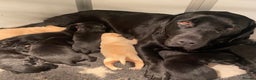 Labrador Retriever dogs for sale: Black and yellow Labrador puppies  - Advert 1