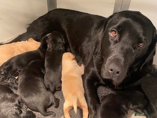 Labrador Retriever dogs Black and yellow Labrador puppies - Advert 4