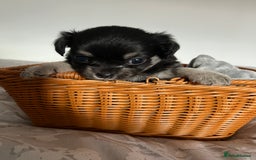 Chihuahua dogs for sale: Beautiful boy long hair Chihuahuas for sale  - Image 11