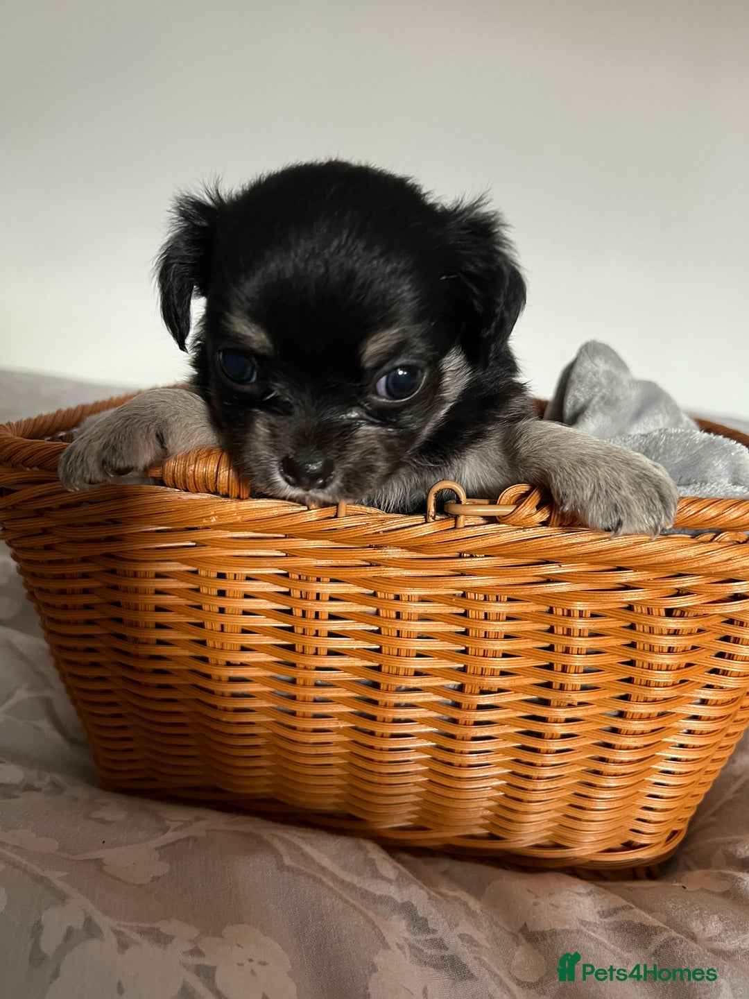 Chihuahua dogs for sale: Beautiful boy long hair Chihuahuas for sale  - Image 11
