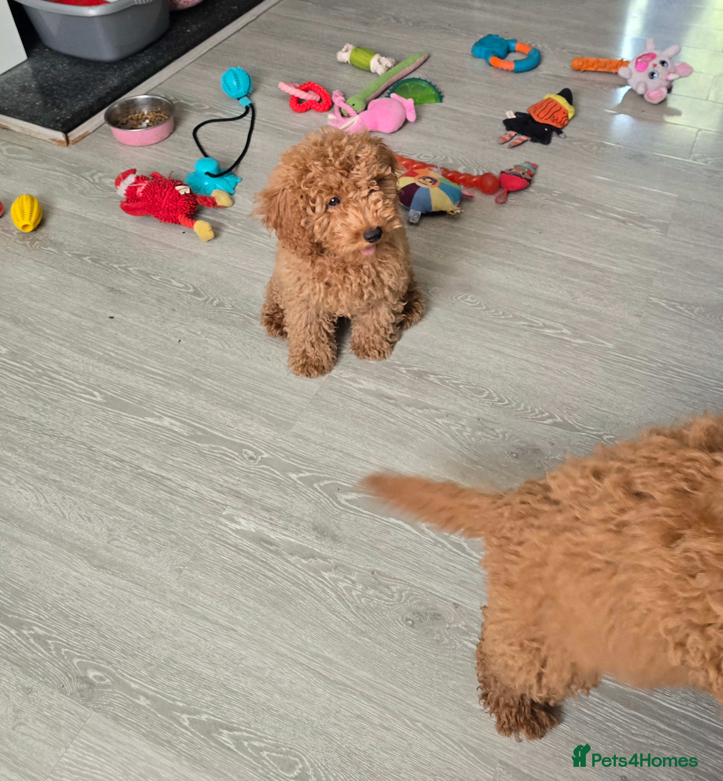 Cavapoo dogs BOYS ONLY cavapoo pups ready to leave  - Advert 2