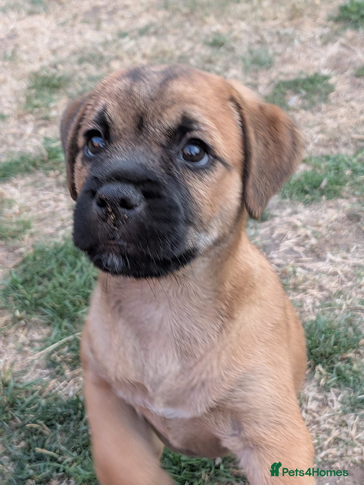Mixed Breed dogs Border Terrier x Patterdale  - Advert 4