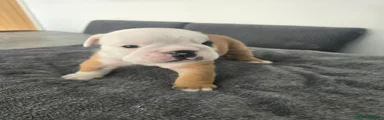 English Bulldog 2