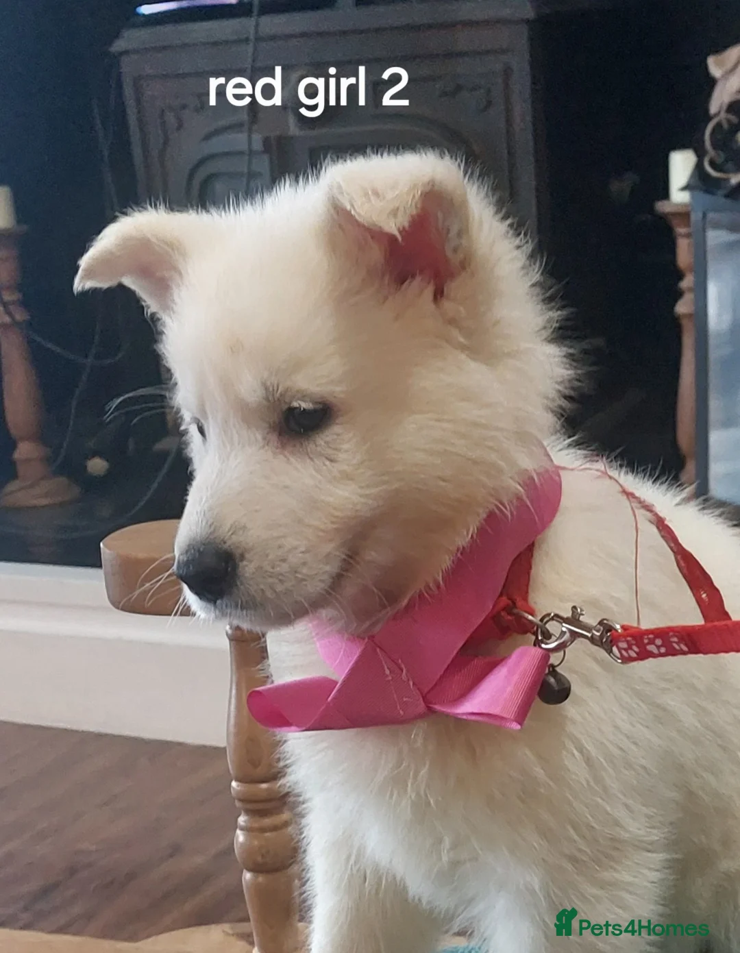 White Swiss Shepherd dogs for sale: Gorgeous white swiss shepherd puppies  - Advert 6