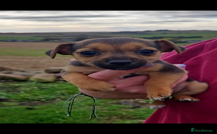 Jack Russell dogs - Advert 1