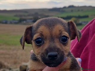 Jack Russell dogs - Advert 28