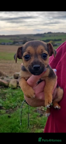 Jack Russell dogs - Advert 1