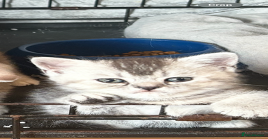 British Shorthair cats - Advert 7