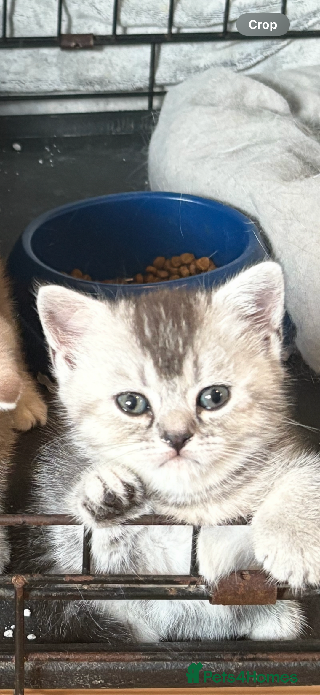 British Shorthair cats for sale: Beautiful silver black tipped girl 💕 - Image 4