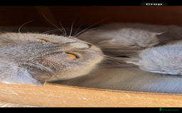 British Shorthair cats for sale: Beautiful female kitten - Image 7
