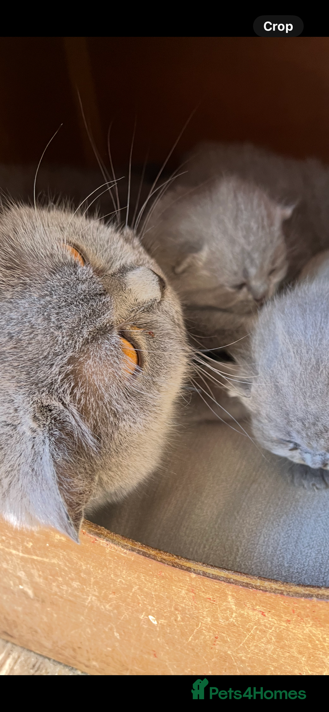 British Shorthair cats for sale: Beautiful female kitten - Image 7